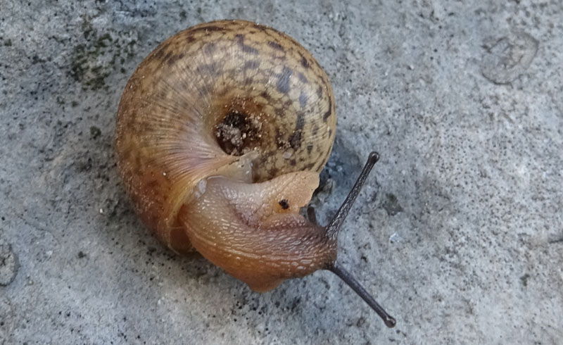 Euomphalia strigella o Monachoides incarnatus ?...Euomphalia